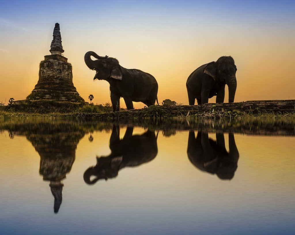 Elephants in Thailand